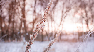 De 5 beste groenbemesters voor de winter