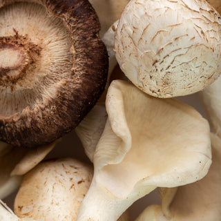 Paddenstoelen