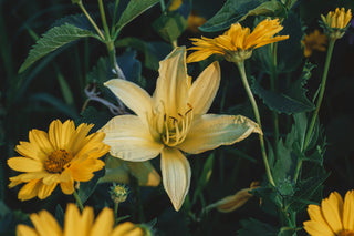 Wat kan ik zaaien in Juli?