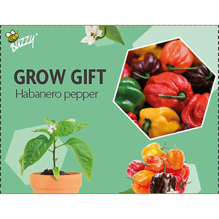 Odlingpresent Chilipeppar