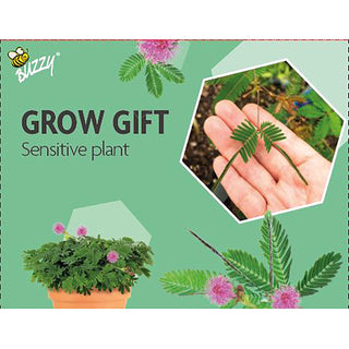 Odlingpresent  Rör-mig-inte