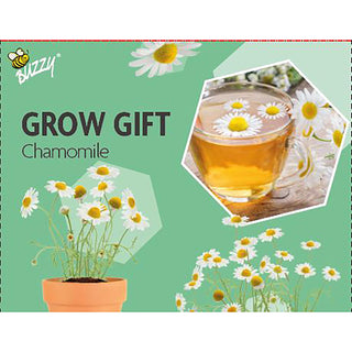 Odlingpresent  Kamomill
