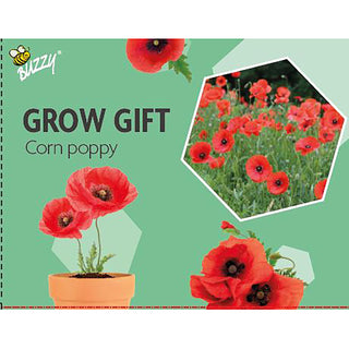 Odlingpresent  Vallmo