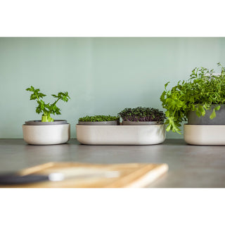 Groddbricka Microgreens + Regrow