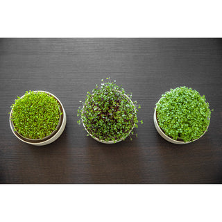 Groddbricka Microgreens