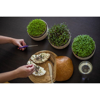 Groddbricka Microgreens
