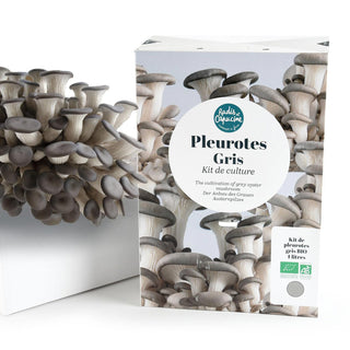 Grå ostronskivling EKO