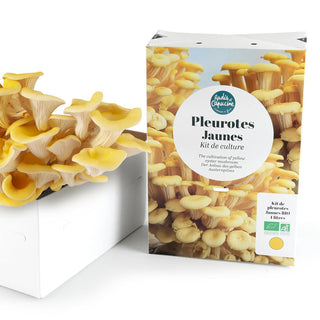 Gul ostronskivling EKO