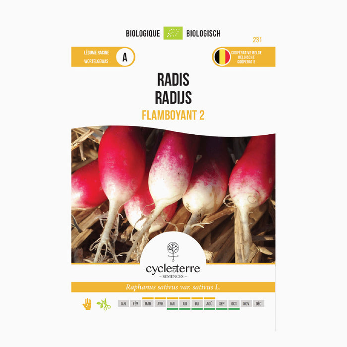 Radijs 'Flamboyant 2', Cycle en Terre
