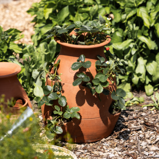 Jordgubbskruka terrakotta