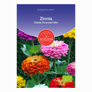 Zinnia 'Dahlia Flowered Mix'