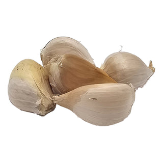 Elefantvitlök (5 st)