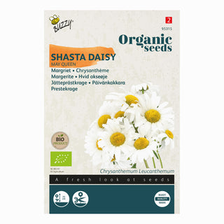 Krysantemum May Queen