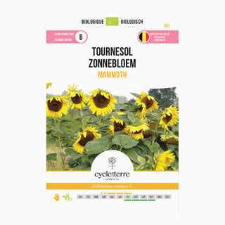 Zonnebloem 'Mammoth'