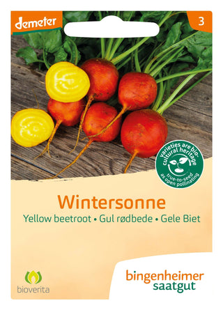 Gulbeta 'Wintersonne'