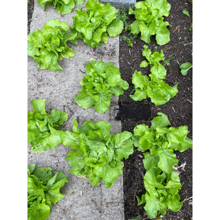 Wol Mulchdoek 3m² Bio-Kultura