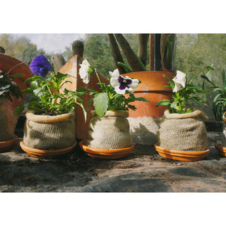 Odlingkruka i ull BIO (10)