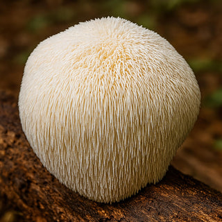 Lion's Mane EKO