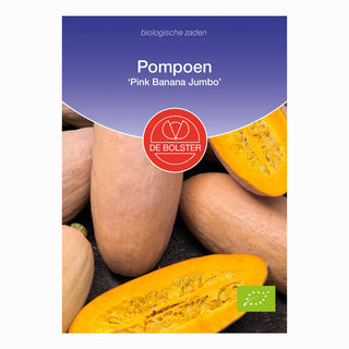 Pumpa 'Pink Banana Jumbo'