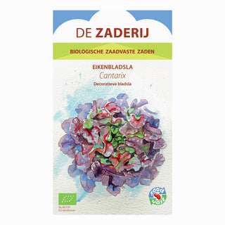 Ekbladssallat 'Cantarix'