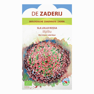 Krusbladssallat 'Lollo Rossa - Malibu'