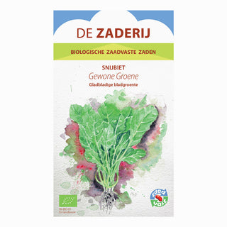 Mangold 'Gewone groene'