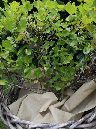 Odlingsduk fleece 1,5 x 3m (34g/m²)