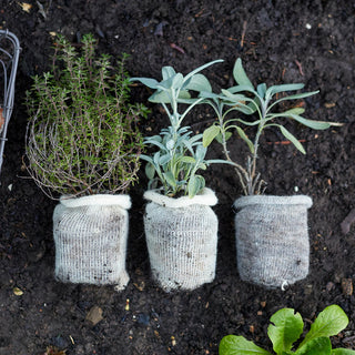 Odlingkruka i ull BIO (10)