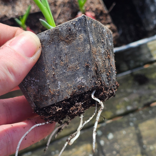 Såbricka ECO Zink (30)