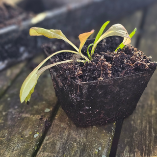 Såbricka ECO Zink (30)