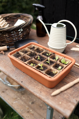 Underfat Terrakotta