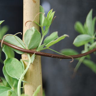 Uppbindningsrör majs BIO 100m