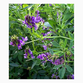 Buzzy Organic Klaver Lucerne 200g